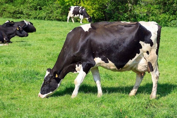 Colostrum