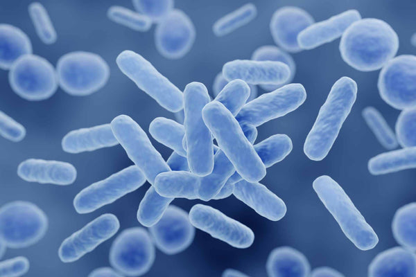 Probiotics
